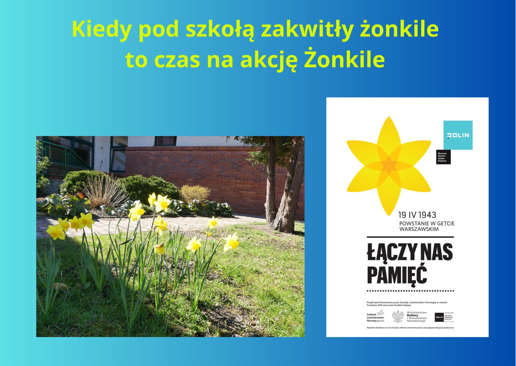plakat informujący o akcji żonkile