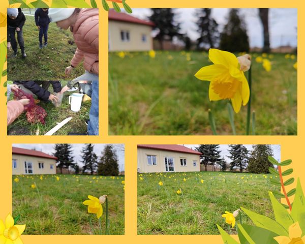 kolaż zdjęć wolontariusze sadzą cebulki żonkili, kwitnący plac przy szkole